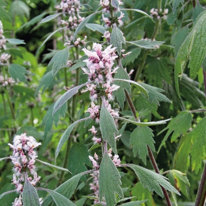 Picture of Herb Motherwort (Leonurus Cardiaca)